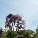 안면도쥬라기공원 이미지