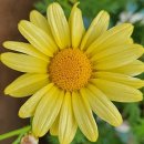 골든버터플라이 이미지