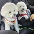 까망봉다리 이미지