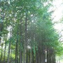 @ 조촐한 볼거리를 한아름 간직한 아름다운 숲길, 북한산둘레길 내시묘역길~마실길~구름정원길 이미지