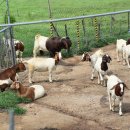 얼룩목장 이미지