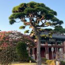 관아문길 | 서산 무료 물놀이 명소｜아이와 가기 좋은 서산시청 바닥분수와 관아 산책