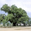 느티나무공방 이미지