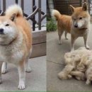 거인정 이미지