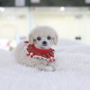 똑똑한 별