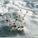 얼음꽃 - 고양시 일산서구 킨텍스로 255 | 얼음꽃