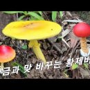 [달걀,계란버섯] 황제버섯, 아무나 먹을 수 없다 / 꼭 먹고 싶으면 버섯 무게만큼 황금을 들고 온나. 이미지