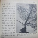 (주)제암환경 | <숲과 나무 이야기> fores : 알 듯 모를 듯 헷갈리는 우리 소나무 이야기 1.