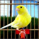 카나리아 이미지