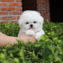 A. DOG(어독) 이미지