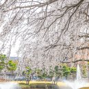 수양벚꽃과 어우러지는 대전 어은동산 알아보기 이미지