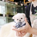 미니펫 강아지분양 고양이분양 수원점 | 수원 영통동 강아지분양 미니펫 강아지분양 고양이분양 수원점 업체 정보 후기