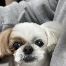호우츠탕수육 이미지
