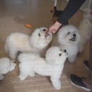 하울팟 부산케어센터 이미지