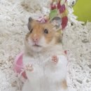 두수니 이미지