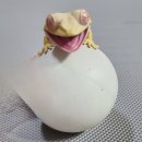 알비노랩 이미지