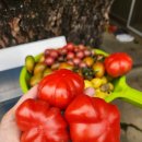 톰토 Daum카페
