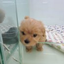 퍼피루미 옥정점 이미지