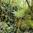 곶자왈거문오름 이미지