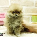 코리아 퍼피 이미지