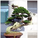 우리분재 이미지