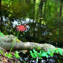 선운사의추억 이미지