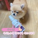 닥터키드니 | 시니어펫 반려동물 6종 복합비타민B 칼륨 없는 마시는 수액 닥터레날 키드니링거 급여후기