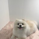 댕이브 이미지