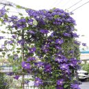 클레마티스 이미지