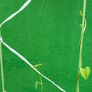 페리카나4 이미지