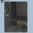 로이데이즈
