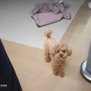 폼나는자유 | 무선 거품 물걸레청소기 추천 드리미 T16 폼워시 거품 청소 후기
