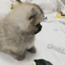 뽀시래기 이미지