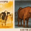 신호목장 이미지