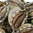 완도전복사료 이미지