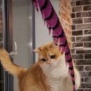 골든키티캐터리 이미지