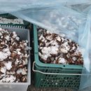 상지농장 이미지