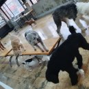 부산애견팡팡 이미지