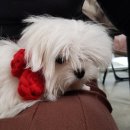 동물다방 이미지