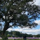 항몽유적지 이미지