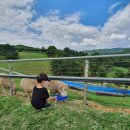 칠곡양떼목장 이미지