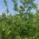 엘케이팜 이미지