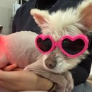 윤은채 재활 한방 동물병원 | 부산 윤은채 한방동물병원 선택한이유｜12살 강아지 허리디스크 의심,비용