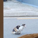 디저트 보안관 | 사당역 비건 디저트 카페 글루텐프리 케이크 맛집 카페 거북이 내돈내산 후기!! / 서이추 환영