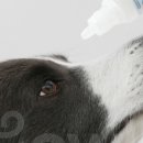 강아지톡 이미지