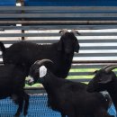 순창금산흑염소농장 이미지