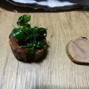 준영파파네 이미지