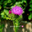 이난이 이미지