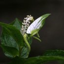 삼백초
