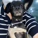 펫 271누7481 | 8월 마지막 주 주간일기